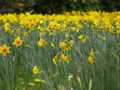 Field of daffodils